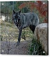 Out Of Africa Black Wolf Acrylic Print