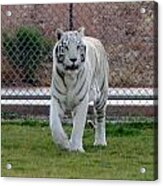 Out Of Africa White Tiger Acrylic Print