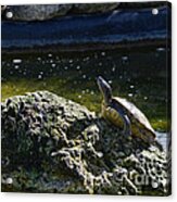 Out On A Rock Acrylic Print