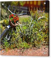 Overgrown Bicycle With Flowers Acrylic Print