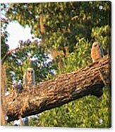 Owl Chicks On Branch Acrylic Print