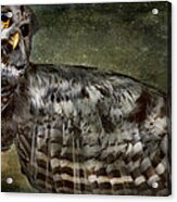 Owl Acrylic Print