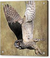 Owl In Flight Acrylic Print