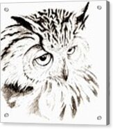 Owl In Thought Acrylic Print