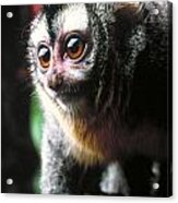 Owl Monkey Acrylic Print