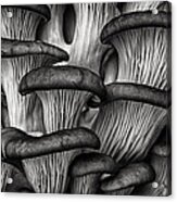 Oyster Mushrooms Acrylic Print