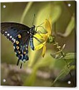Ozark Spicebush Swallowtail On Sunflower Acrylic Print