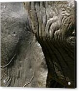 Pachyderm Acrylic Print