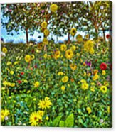 Painted Daisy Mixed Colors Sunflowers Acrylic Print