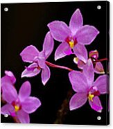 Painted Ground Orchids Acrylic Print