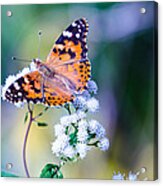 Painted Lady Butterfly 1 Acrylic Print