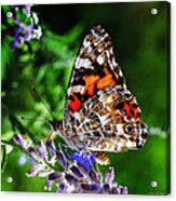 Painted Lady Butterfly Acrylic Print