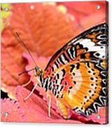 Painted Lady Acrylic Print