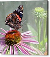 Painted Lady On Coneflower Acrylic Print
