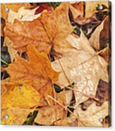 Painted Leaves Acrylic Print