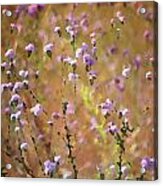 Painted Wildflowers Acrylic Print