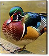 Painted Wood Duck Acrylic Print