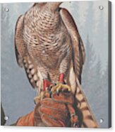 Painting Of Goshawk Perched Acrylic Print