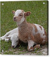 Pair Of Lambs Acrylic Print