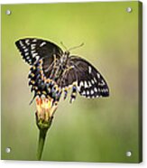 Palamedes Swallowtail Butterfly Belly Acrylic Print