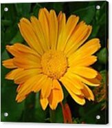 Pale Orange Marigold Flower With Garden Background Acrylic Print