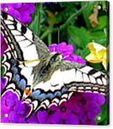 Pale Swallowtail Acrylic Print