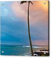 Palm Tree At Sunset. Acrylic Print