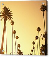 Palm Tree At Sunset On Beverly Hills Acrylic Print