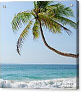 Palm Tree On White Sand Beach Acrylic Print