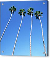Palm Trees Lining Hollywood Boulevard Acrylic Print