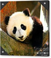 Panda Bear Baby Love Acrylic Print