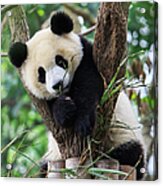 Panda Cub Resting On Tree Acrylic Print