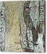 Panoramic Tree Bark Abstract Acrylic Print