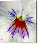 Pansy Flower 11 Acrylic Print