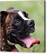 Panting Puppy Acrylic Print