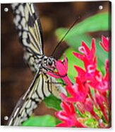 Paper Kite Butterfly On Flower Acrylic Print