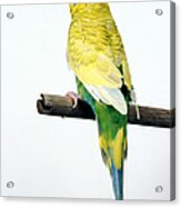 Parakeet Acrylic Print