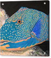 Parrot Fish Acrylic Print