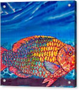 Rainbow Parrotfish Acrylic Print