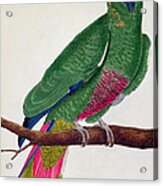Parrot Acrylic Print