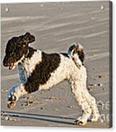 Parti Poodle Running On Beach Acrylic Print