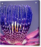 Passiflora Alata - Ruby Star - Ouvaca - Fragrant Granadilla -  Winged-stem Passion Flower Acrylic Print