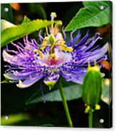 Passiflora Incarnata Acrylic Print