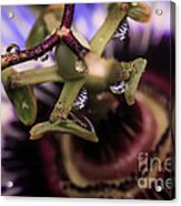 Passion Flower Droplets Acrylic Print