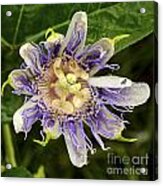 Passionflower In Blueberry Patch Acrylic Print