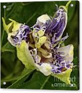 Passionflower Opening 1 Acrylic Print
