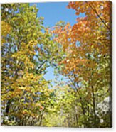 Path In A Forest With Autumn Colours Acrylic Print