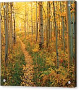 Path Through Aspens Acrylic Print