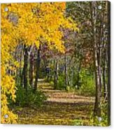 Path Through Autumn Trees Acrylic Print
