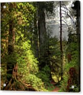 Path Through Redwood Forest Acrylic Print
